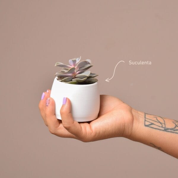 Suculenta